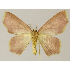 /filer/webapps/moths/media/images/N/nasuta_Chrysocraspeda_AF_ZSMb.jpg