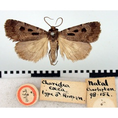 /filer/webapps/moths/media/images/C/caeca_Charidea_HT_BMNH.jpg