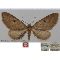 /filer/webapps/moths/media/images/F/fuliginata_Eupithecia_HT_BMNH.jpg