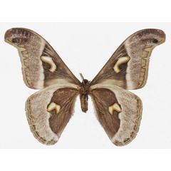 /filer/webapps/moths/media/images/V/vacuna_Epiphora_AM_Basquinb.jpg