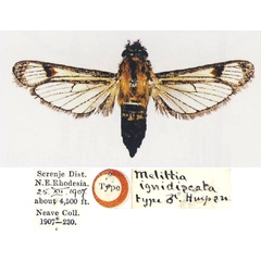 /filer/webapps/moths/media/images/I/ignidiscata_Melittia_HT_BMNH.jpg