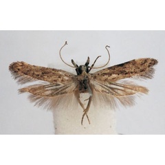 /filer/webapps/moths/media/images/B/balioneura_Anarsia_AM_BMNH.jpg