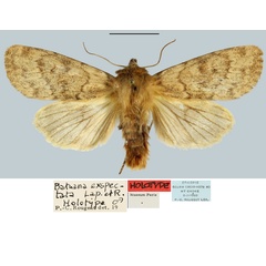 /filer/webapps/moths/media/images/E/exspectata_Batuana_HT_MNHN.jpg