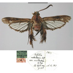 /filer/webapps/moths/media/images/O/occidentalis_Melittia_HT_MNHN.jpg
