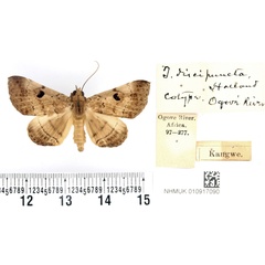 /filer/webapps/moths/media/images/D/discipuncta_Thermesia_PTF_BMNH.jpg