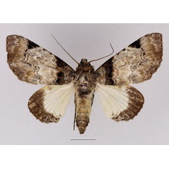 /filer/webapps/moths/media/images/M/magnifica_Amblyprora_AF_Basquin_01.jpg