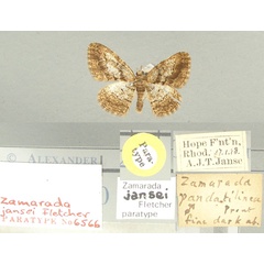 /filer/webapps/moths/media/images/J/jansei_Zamarada_PT_TMSA.jpg