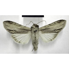 /filer/webapps/moths/media/images/E/extricata_Cucullia_AM_TMSA.jpg