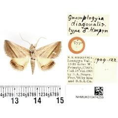 /filer/webapps/moths/media/images/D/diagonalis_Gnamptogyia_HT_BMNH.jpg
