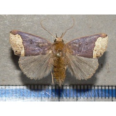 /filer/webapps/moths/media/images/L/leucosticha_Plecoptera_A_Goff_02_Oc3zy40.jpg