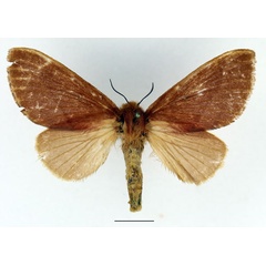 /filer/webapps/moths/media/images/S/sogai_Acosmetoptera_AF_Basquin_01.jpg