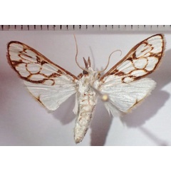/filer/webapps/moths/media/images/C/cygnalis_Cirrhochrista_AM_Bippus.jpg