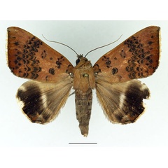 /filer/webapps/moths/media/images/V/violaceofascia_Achaea_AM_Basquin.jpg