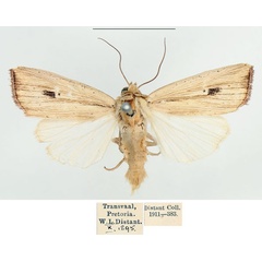 /filer/webapps/moths/media/images/A/atrinota_Leucania_AM_BMNH_01.jpg