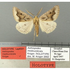 /filer/webapps/moths/media/images/M/medioumbrata_Aethiopodes_HT_TMSA.jpg