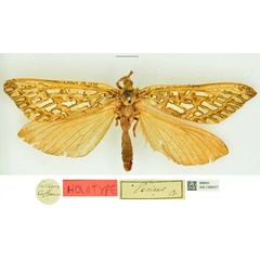 /filer/webapps/moths/media/images/V/venus_Bombyx_HT_RMNH.jpg