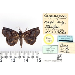 /filer/webapps/moths/media/images/R/royi_Caryonopera_PTM_BMNH.jpg