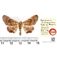 /filer/webapps/moths/media/images/H/homoeosema_Episparis_AT_BMNH.jpg