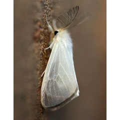 /filer/webapps/moths/media/images/M/melanocraspis_Marblepsis_A_Voaden_01.jpg