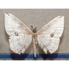 /filer/webapps/moths/media/images/B/biocellaria_Apatadelpha_A_Goff.jpg