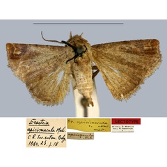 /filer/webapps/moths/media/images/A/apicimacula_Erastria_LT_MNHN.jpg