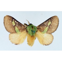 /filer/webapps/moths/media/images/V/viridifascia_Latoia_AM_TMSA_02.jpg
