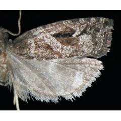 /filer/webapps/moths/media/images/L/latiloba_Epinotia_HT_Trematerra.jpg