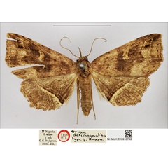 /filer/webapps/moths/media/images/D/dolichognatha_Oruza_HT_NHMUK.jpg