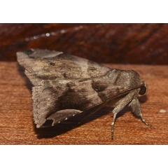 /filer/webapps/moths/media/images/P/palpalis_Dysgonia_A_Klimsa.jpg