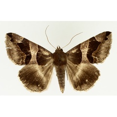/filer/webapps/moths/media/images/P/properans_Dysgonia_AF_TMSA_02.jpg