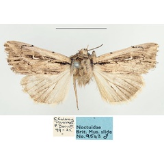 /filer/webapps/moths/media/images/A/apparata_Mythimna_AM_BMNH_02.jpg