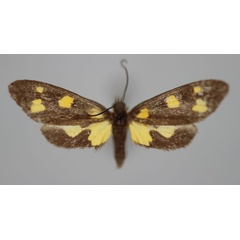 /filer/webapps/moths/media/images/A/ankaratra_Thyrosticta_PT_BMNH.jpg