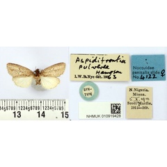 /filer/webapps/moths/media/images/P/pulverea_Aspidifrontia_ST_BMNH.jpg
