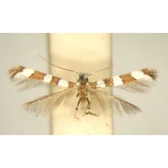 /filer/webapps/moths/media/images/P/pavonicola_Dialectica_HT_TMSA6126.jpg