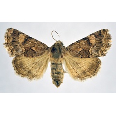/filer/webapps/moths/media/images/M/melanodonta_Asplenia_AF_NHMO.jpg