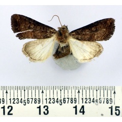 /filer/webapps/moths/media/images/I/ikondae_Dicerogastra_AM_BMNH.jpg