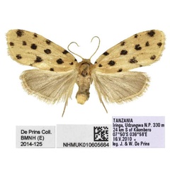 /filer/webapps/moths/media/images/T/tanzaniae_Siccia_PTF_BMNH.jpg