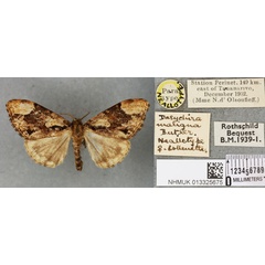/filer/webapps/moths/media/images/M/maligna_Parorgyia_NAT_BMNHa.jpg