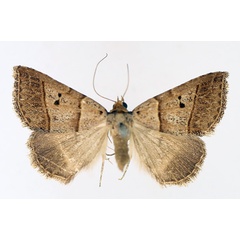 /filer/webapps/moths/media/images/T/tripalis_Plecoptera_AF_TMSA_02.jpg