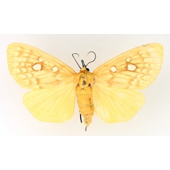 /filer/webapps/moths/media/images/O/odontophora_Rhanidophora_AF_TMSA_01.jpg