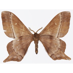 /filer/webapps/moths/media/images/M/manicaensis_Urota_HT_Basquinb.jpg