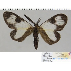 /filer/webapps/moths/media/images/R/renifera_Terina_AM_ZSMa.jpg