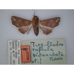 /filer/webapps/moths/media/images/B/biannulata_Targallodes_AT_RMCA_01.jpg