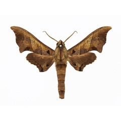 /filer/webapps/moths/media/images/S/sinus_Polyptychus_AM_Basquin_01.jpg