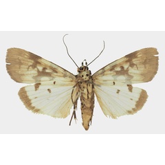 /filer/webapps/moths/media/images/S/serratula_Digama_AF_Basquinb.jpg