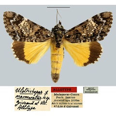 /filer/webapps/moths/media/images/M/marmoratus_Ulotrichopus_AT_MNHN.jpg