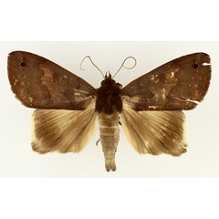 /filer/webapps/moths/media/images/M/maculata_Ophiusa_AM_TMSA.jpg
