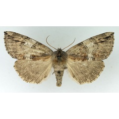 /filer/webapps/moths/media/images/N/nebulosa_Aethiopsestis_AF_TMSA.jpg