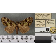 /filer/webapps/moths/media/images/M/mniara_Dasychira_AT_BMNHa.jpg