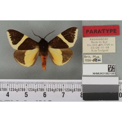 /filer/webapps/moths/media/images/L/laeta_Fodinoidea_PT_BMNH_01a.jpg
